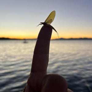 Lake Almanor Guided Fly Fishing Trips (Hex Hatch and more)